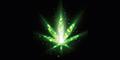 CBD Cannabis